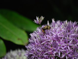 Photography – Nature&nbsp;Closeups