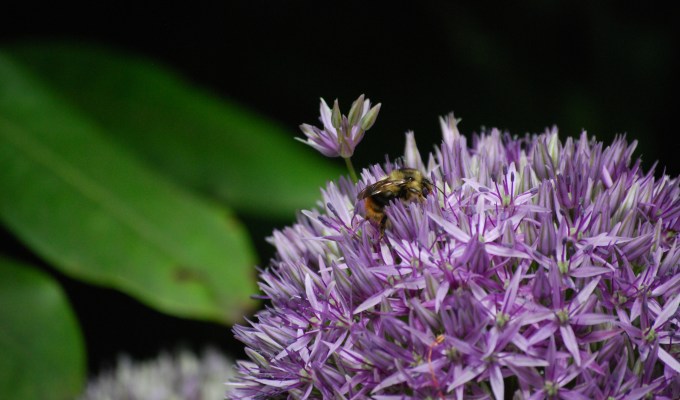 Photography – Nature&nbsp;Closeups